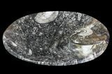 Round Fossil Goniatite Dish #73719-2